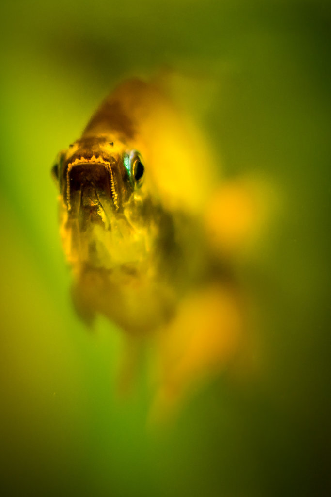 Fishy portrait