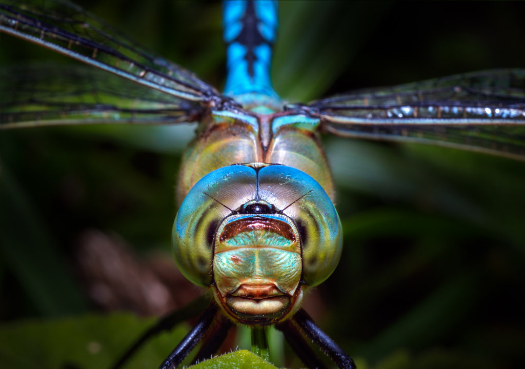 Dragonfly